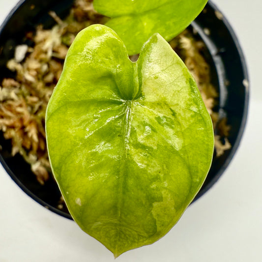 Alocasia Cozarón Aurea Variegata