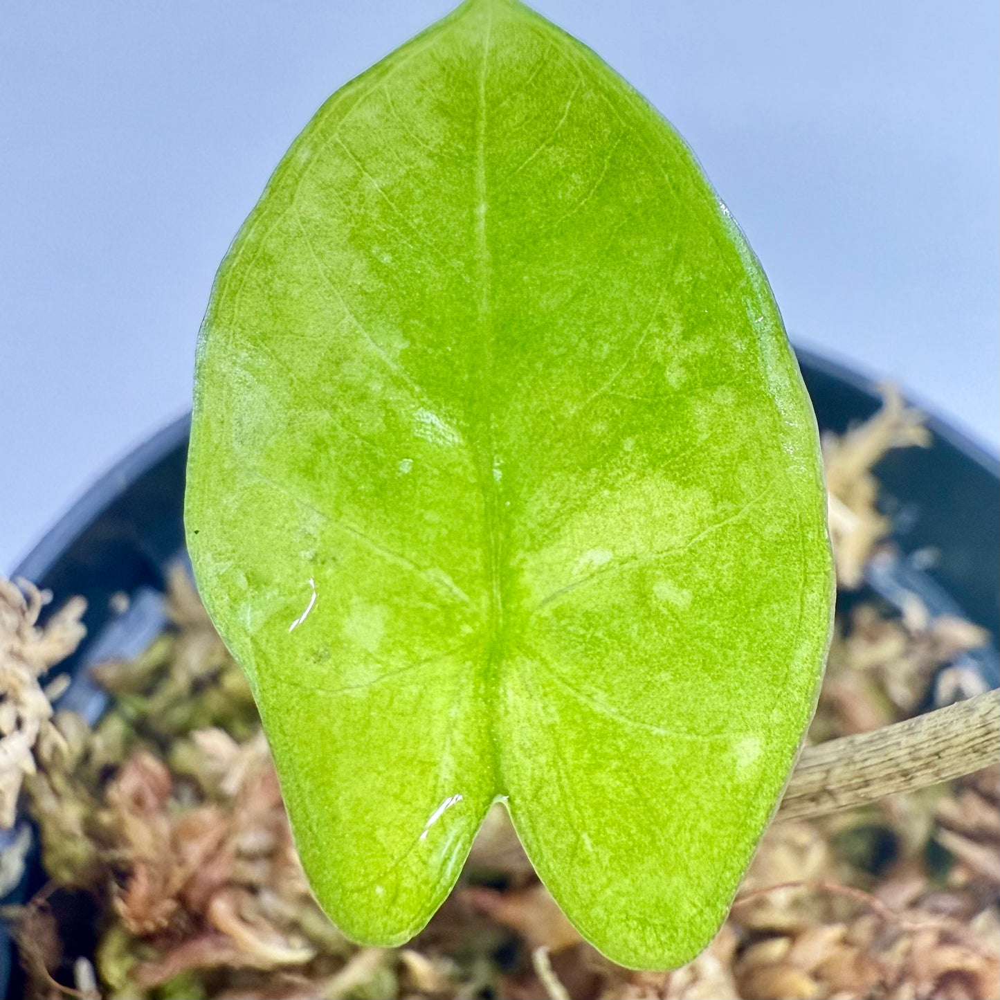 Alocasia Cozarón Aurea Variegata