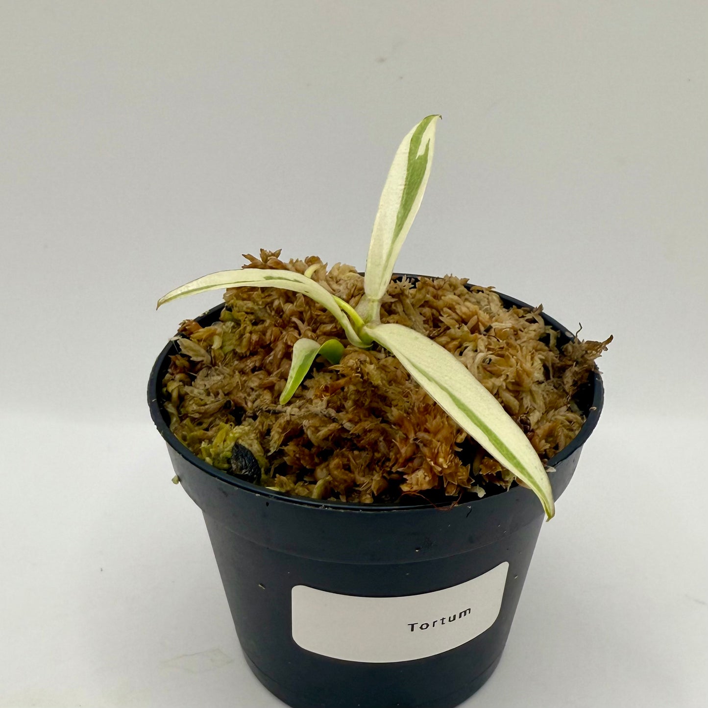 Philodendron Tortum Albo Variegated