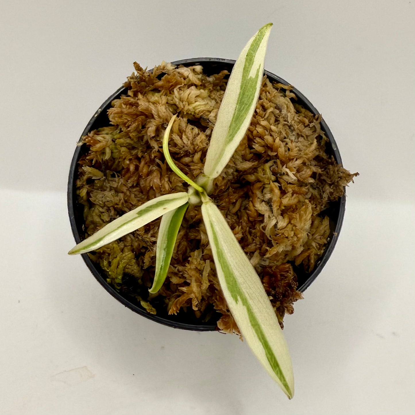 Philodendron Tortum Albo Variegated