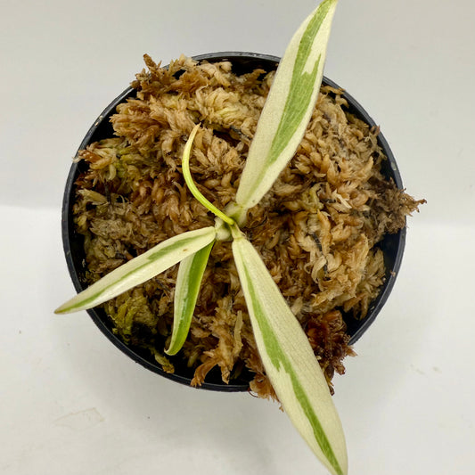 Philodendron Tortum Albo Variegated