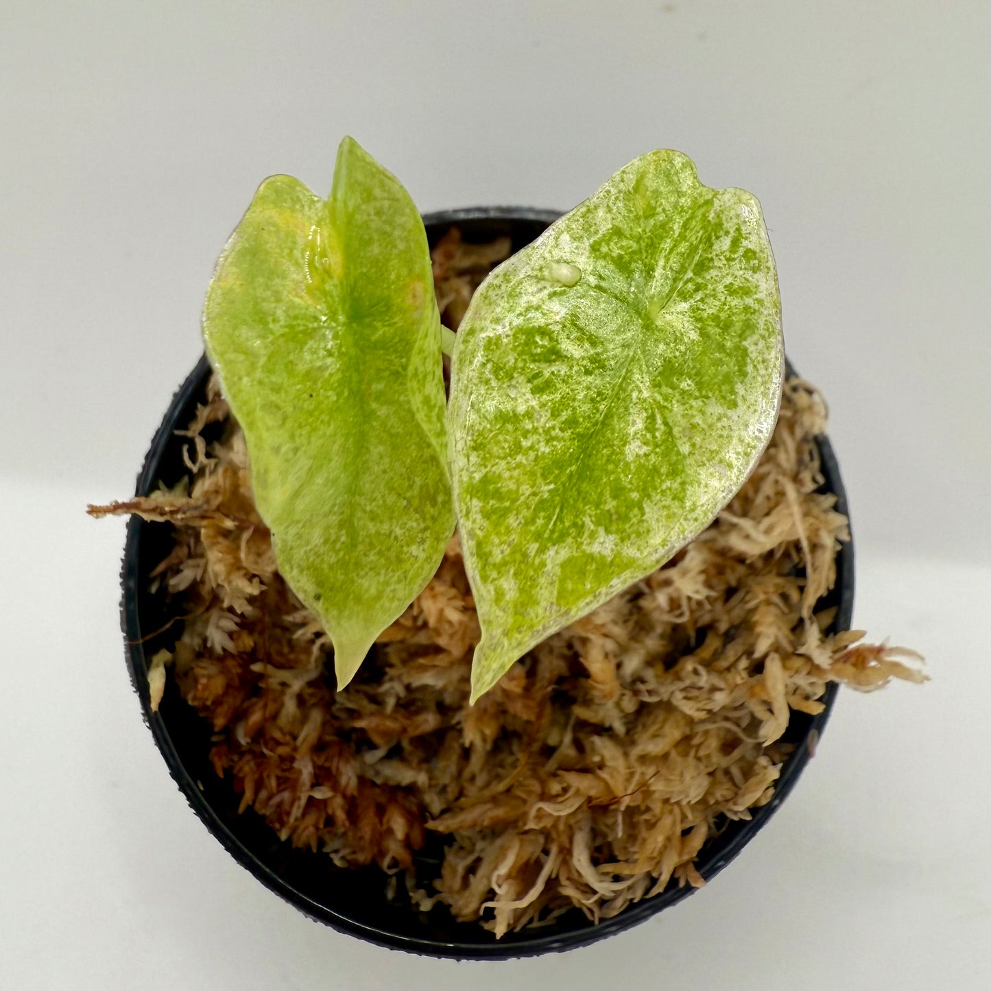 Alocasia Longiloba Marble Variegata