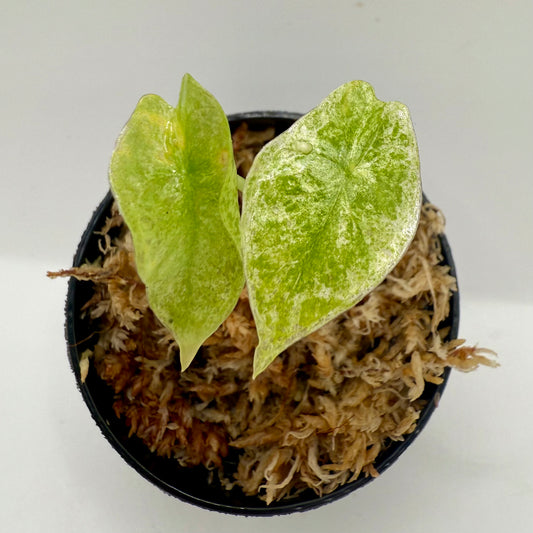 Alocasia Longiloba Marble Variegata
