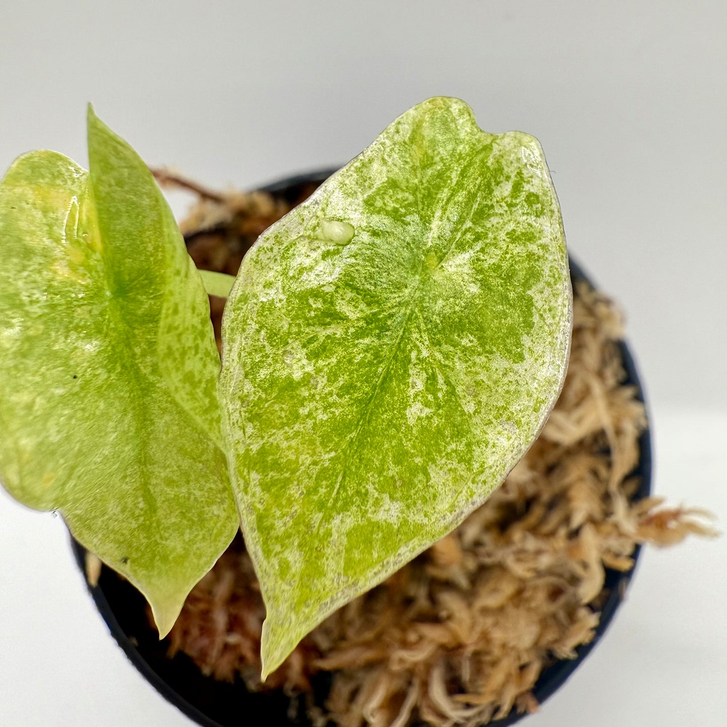 Alocasia Longiloba Marble Variegata