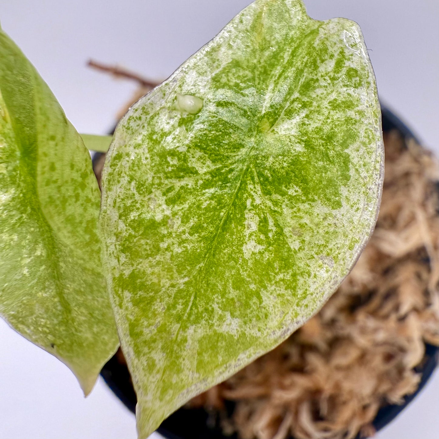 Alocasia Longiloba Marble Variegata