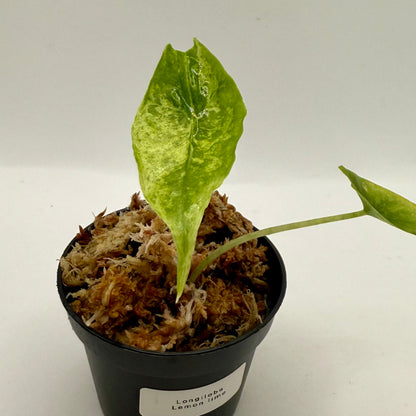 Alocasia Longiloba Lemon Lime Variegata