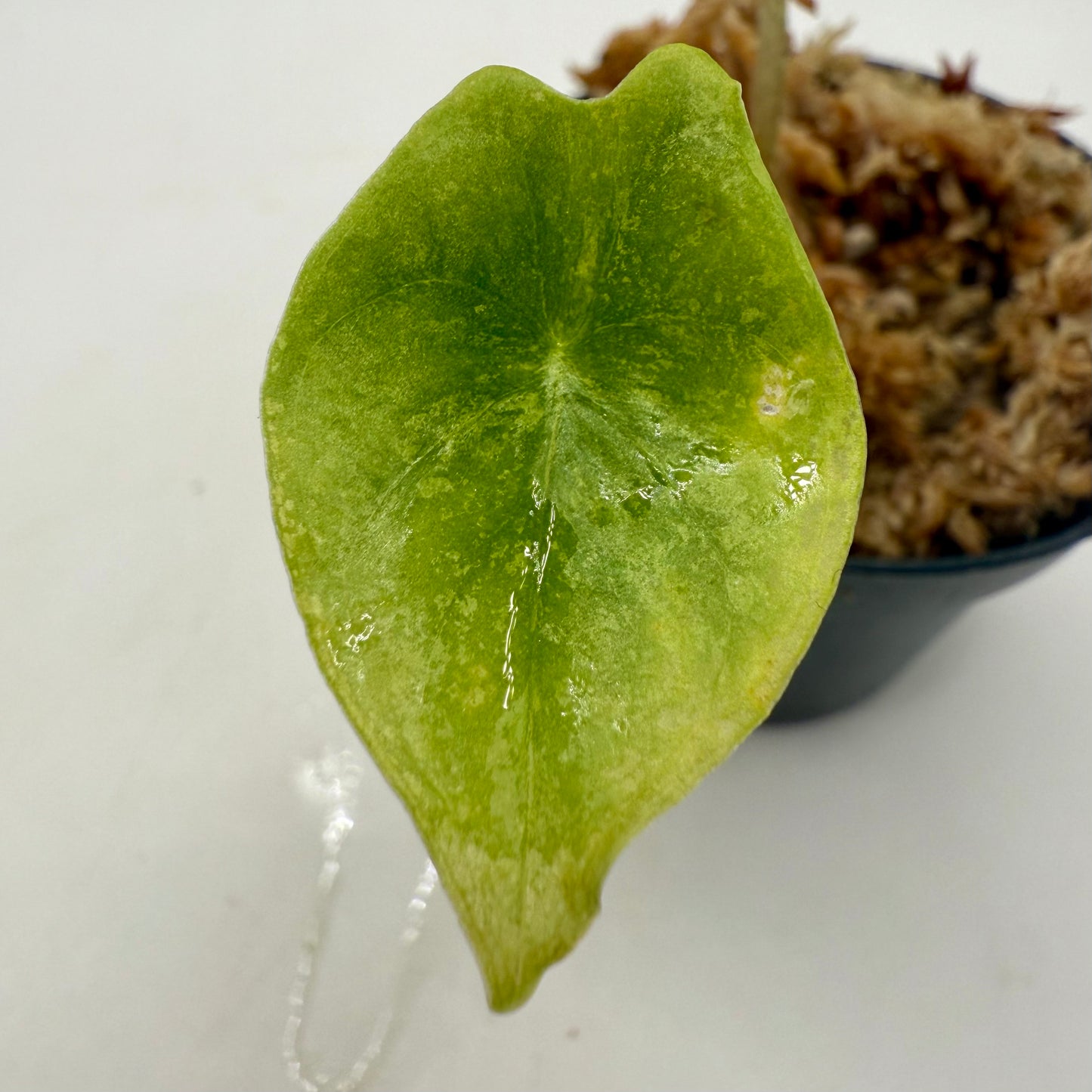 Alocasia Longiloba Lemon Lime Variegata