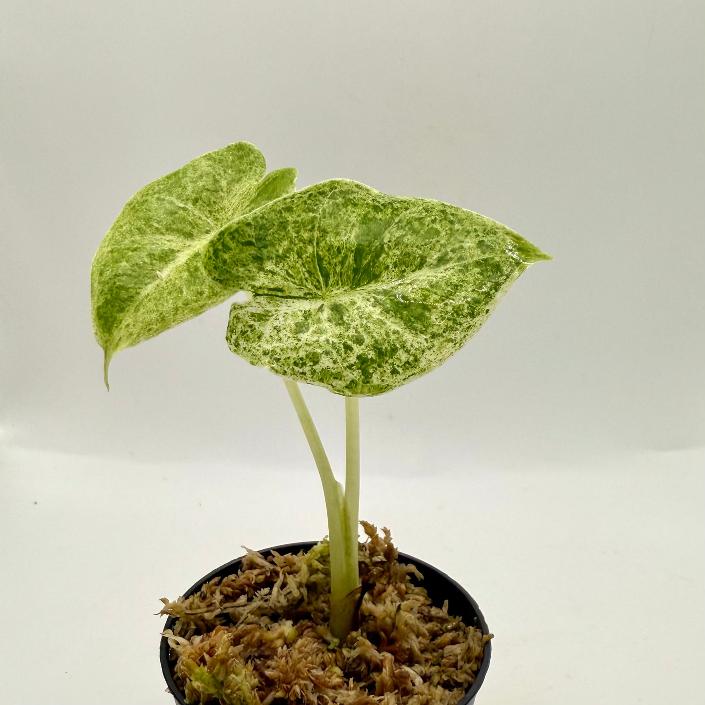 Alocasia SP. (From Surat) Marble Variegata