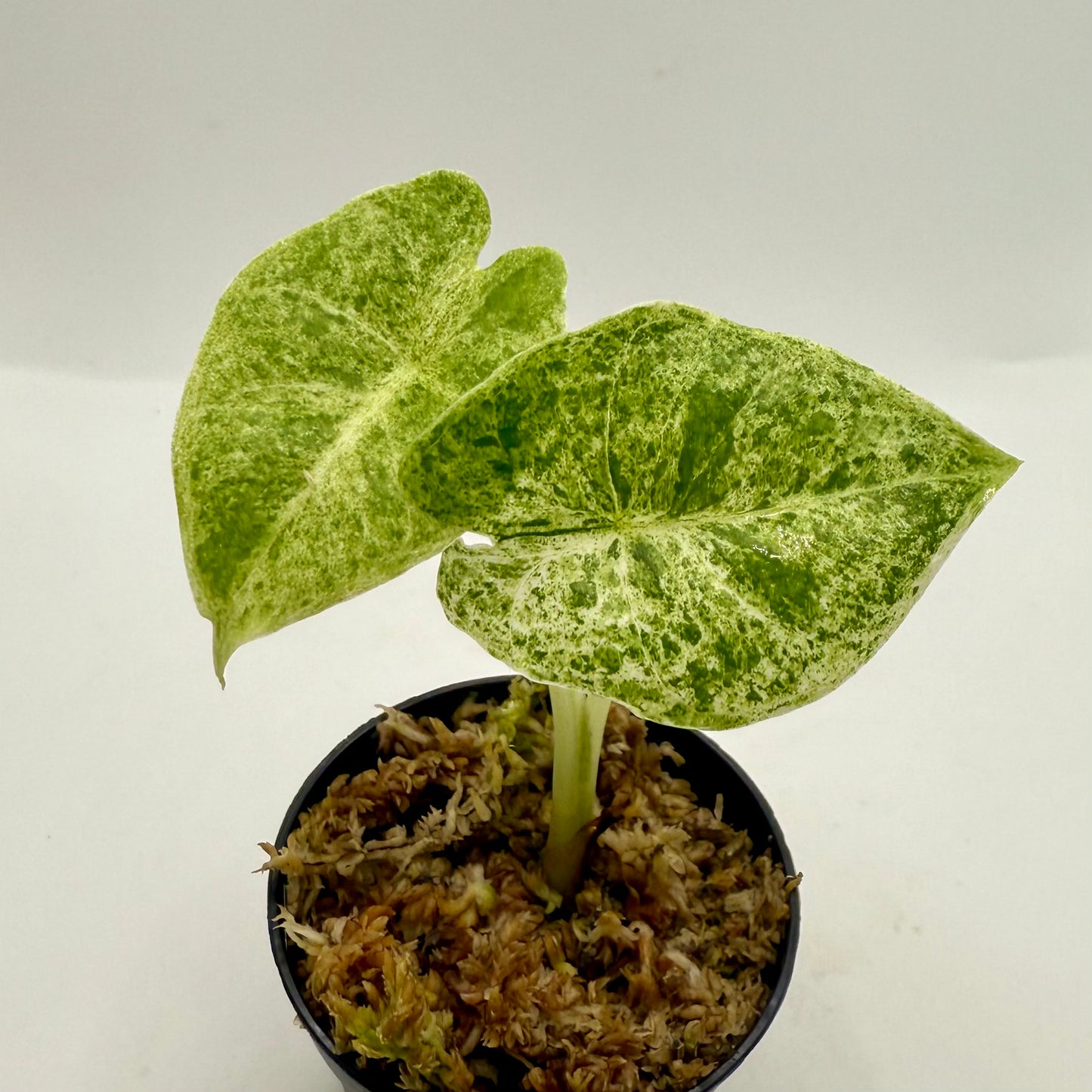 Alocasia SP. (From Surat) Marble Variegata