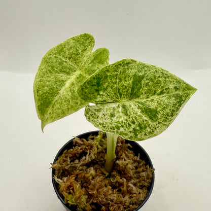 Alocasia SP. (From Surat) Marble Variegata
