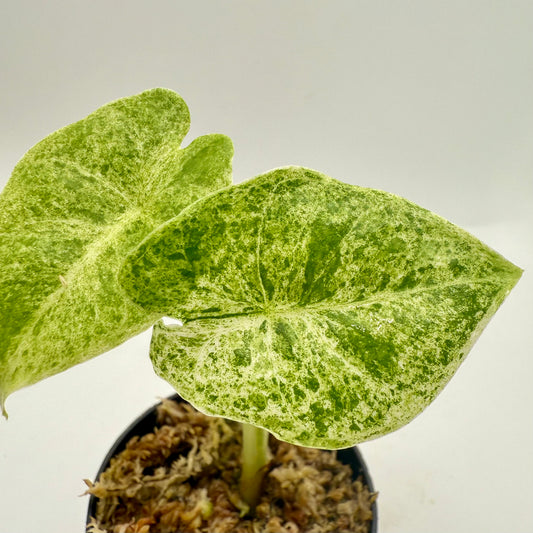 Alocasia SP. (From Surat) Marble Variegata