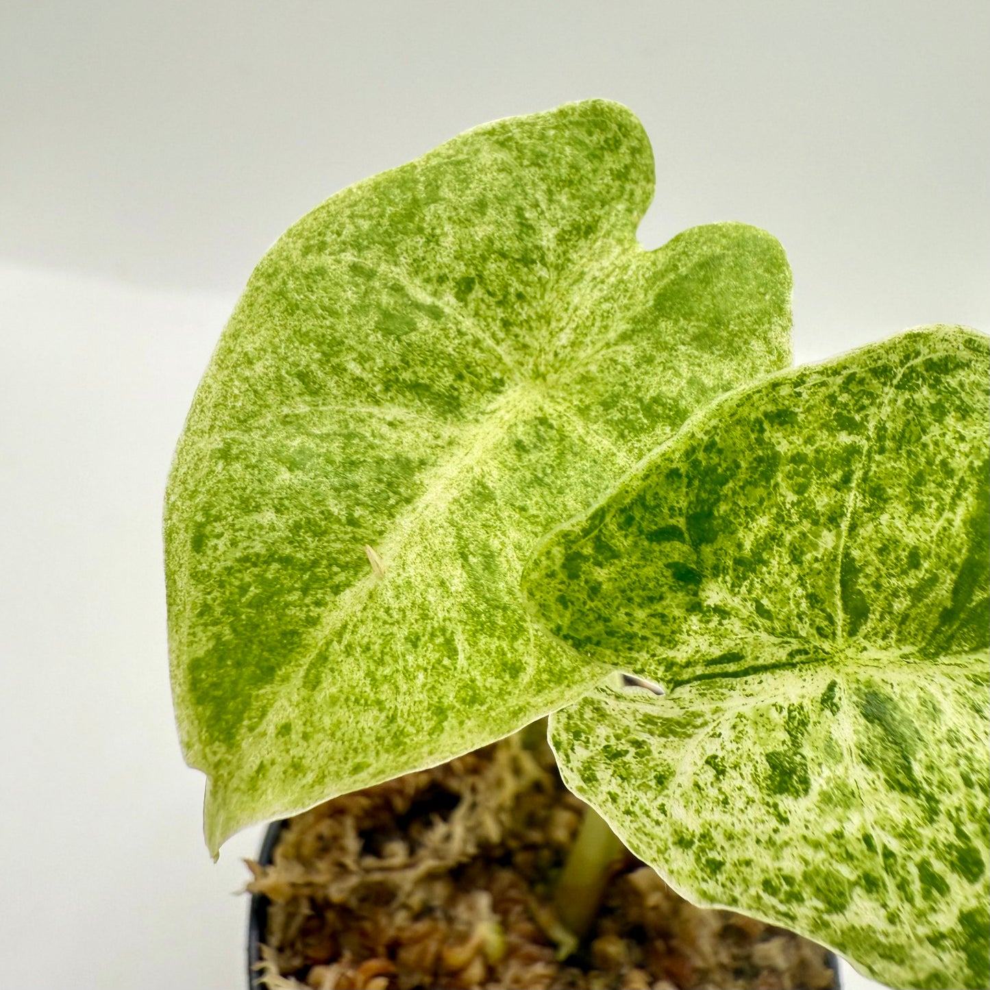 Alocasia SP. (From Surat) Marble Variegata