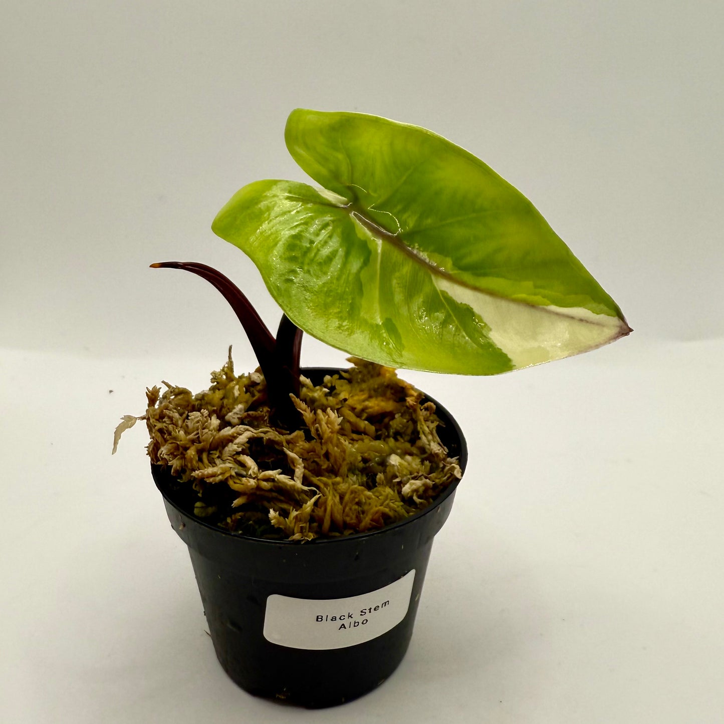 Alocasia Black Stem Albo Variegata