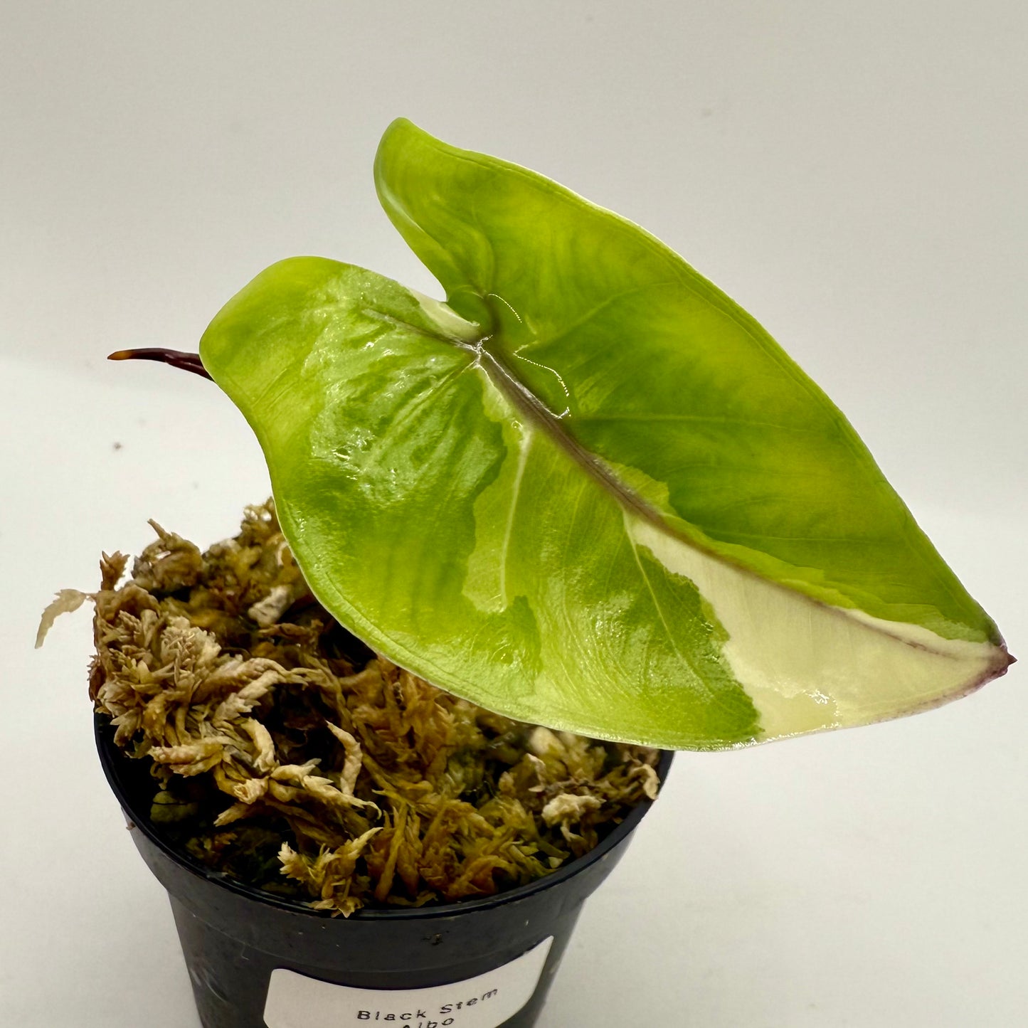 Alocasia Black Stem Albo Variegata