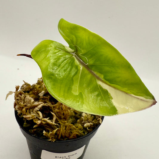 Alocasia Black Stem Albo Variegata