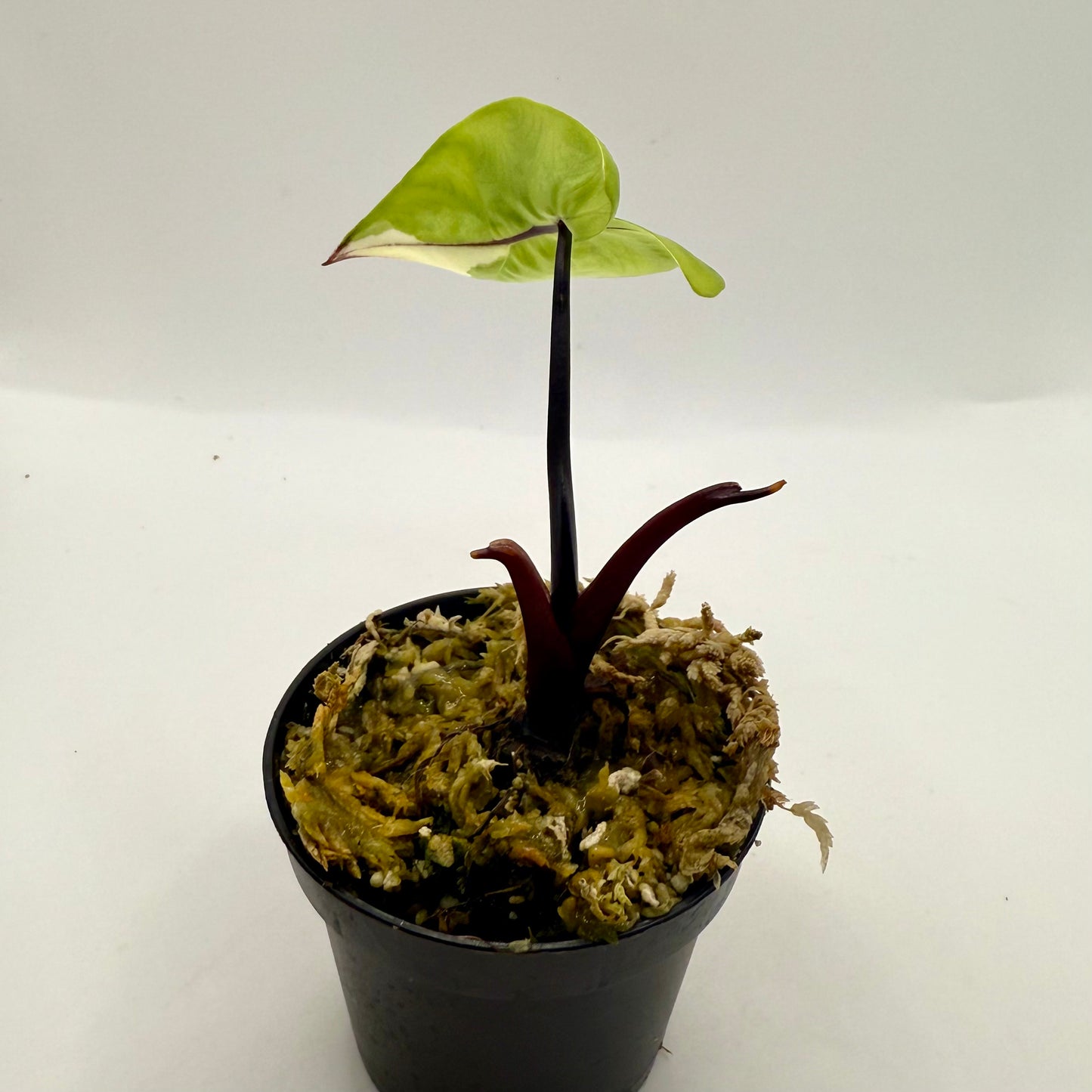 Alocasia Black Stem Albo Variegata