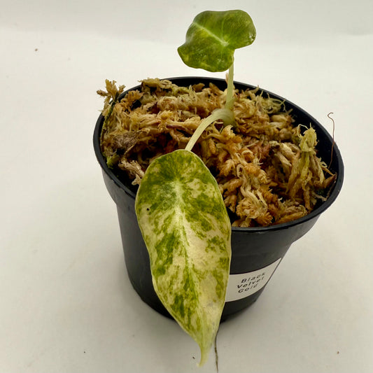 Alocasia Black Velvet Gold Variegata