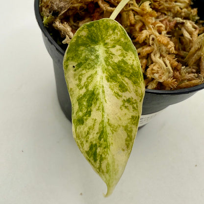 Alocasia Black Velvet Gold Variegata