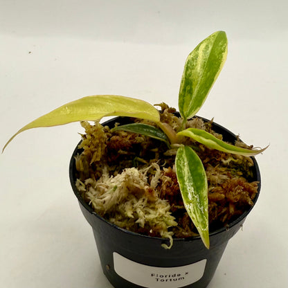 Philodendron Florida Beauty x Tortum Variegated