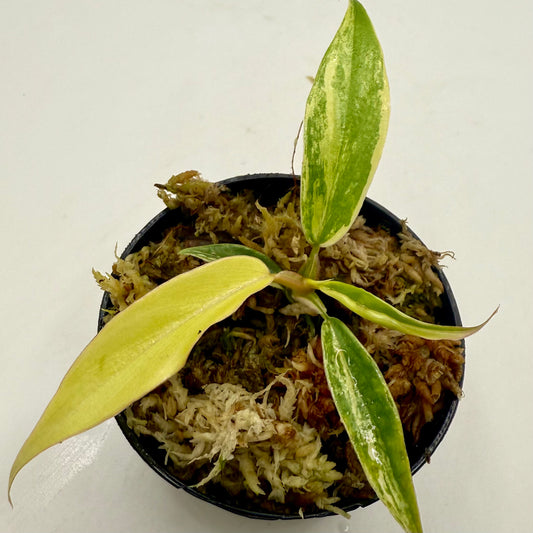 Philodendron Florida Beauty x Tortum Variegated