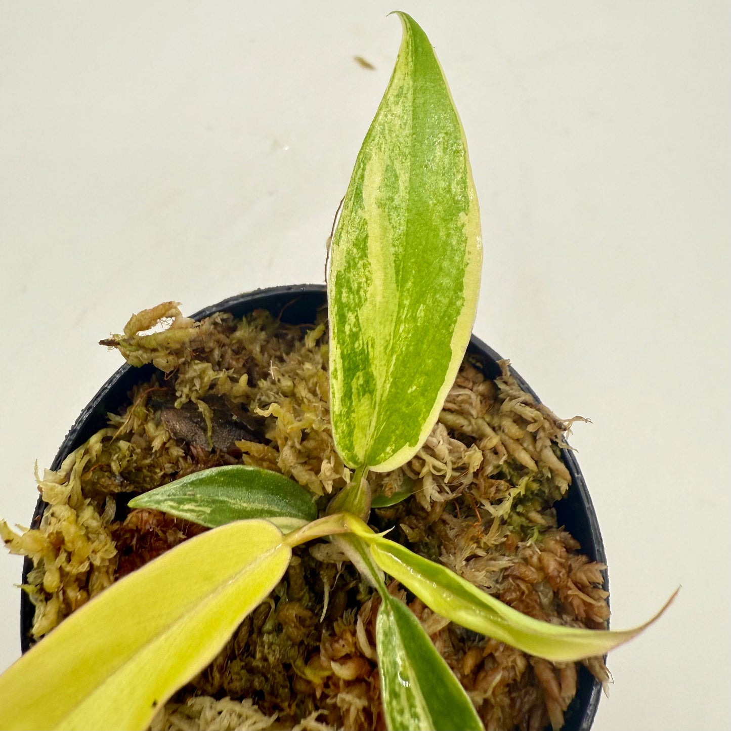 Philodendron Florida Beauty x Tortum Variegated