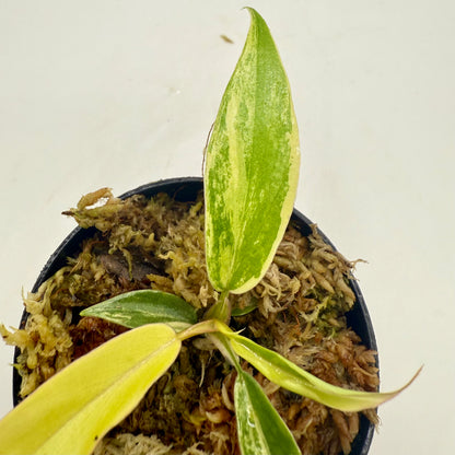 Philodendron Florida Beauty x Tortum Variegated