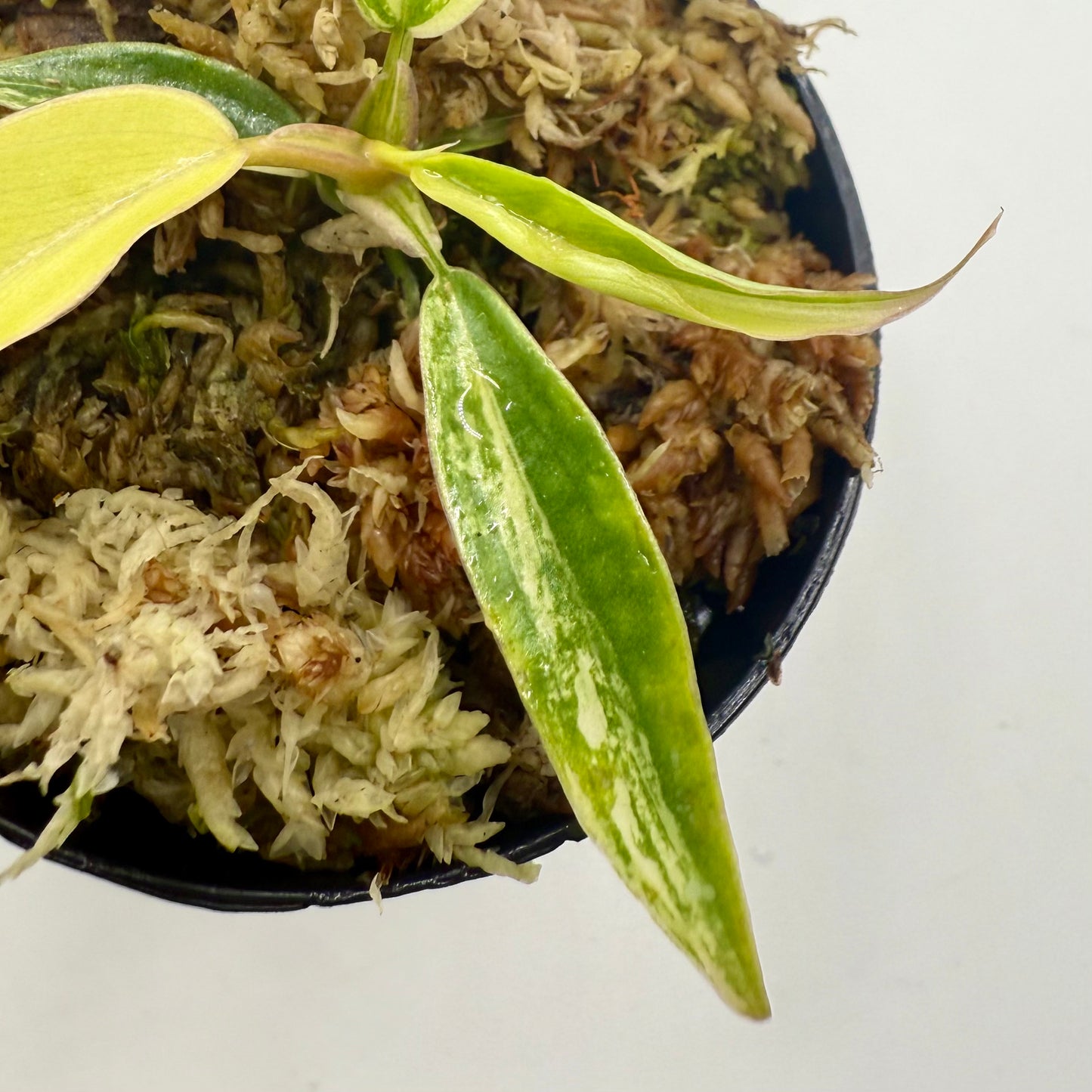 Philodendron Florida Beauty x Tortum Variegated