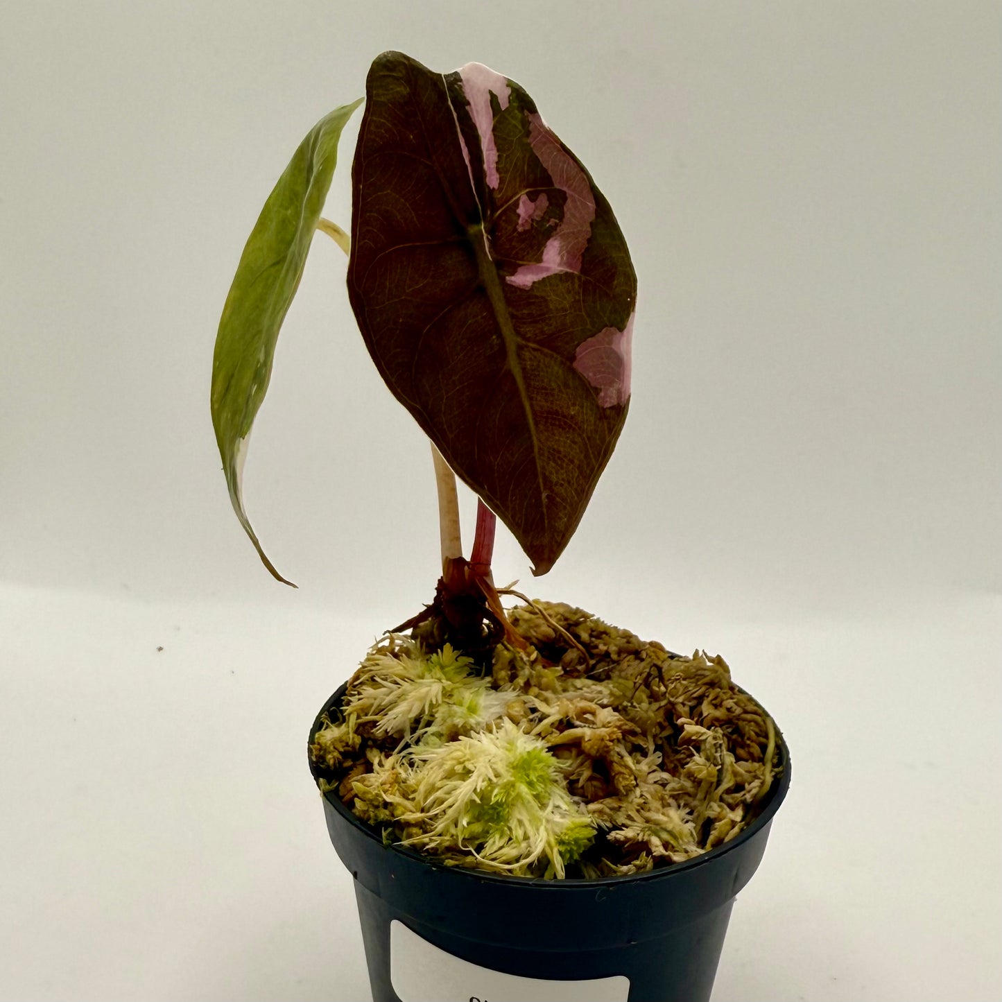 Alocasia Chantrieri Pink Variegata