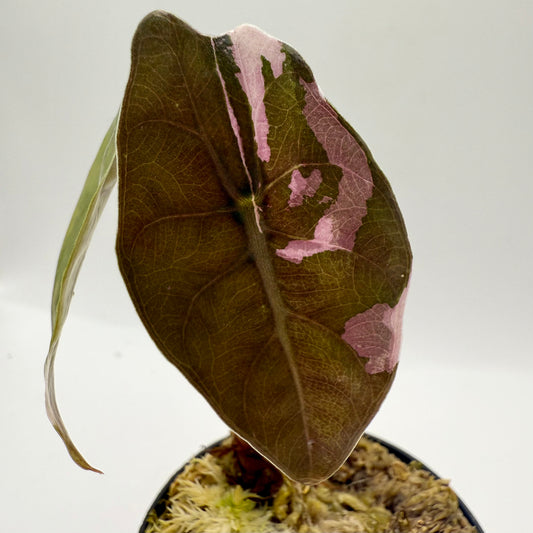 Alocasia Chantrieri Pink Variegata