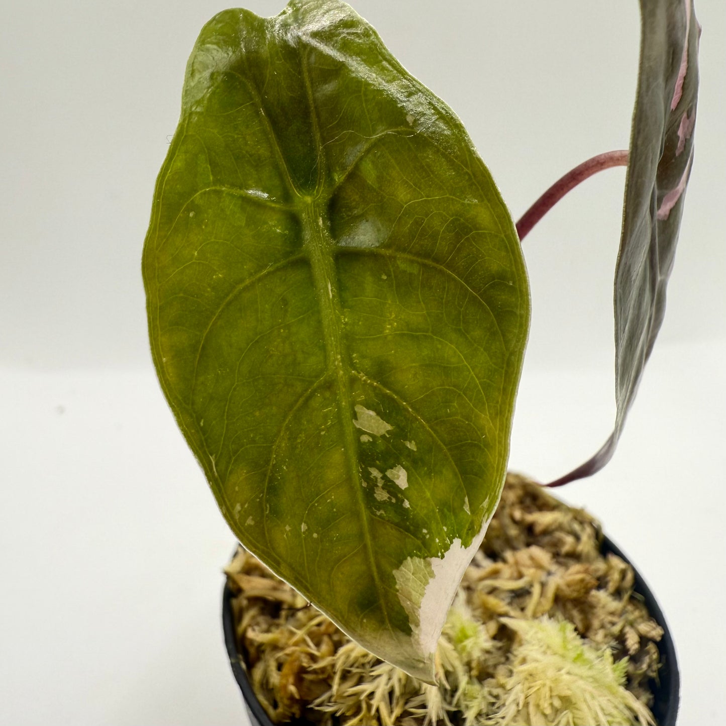 Alocasia Chantrieri Pink Variegata