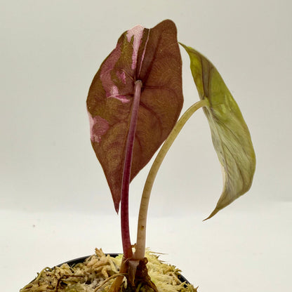 Alocasia Chantrieri Pink Variegata