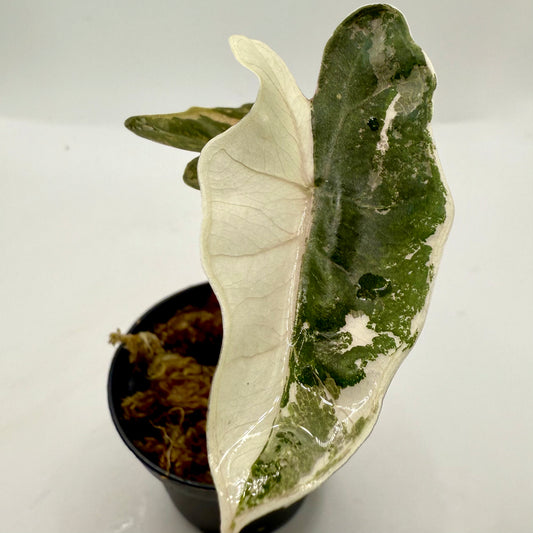 Alocasia Pseudo Sanderiana Albo/Pink Variegata