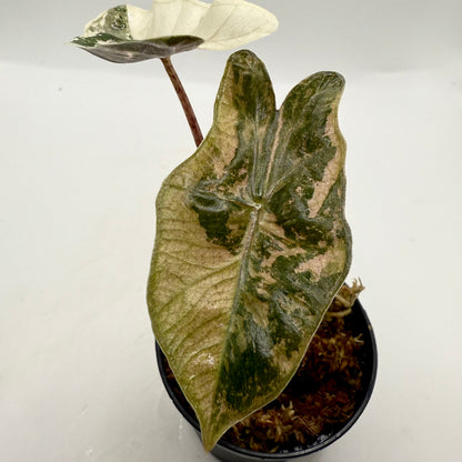 Alocasia Pseudo Sanderiana Albo/Pink Variegata