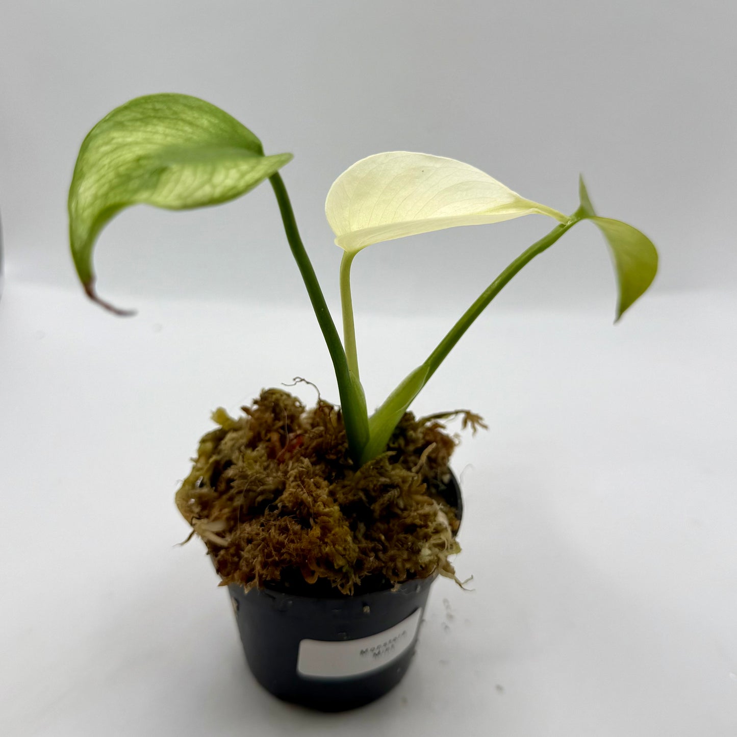 Monstera Deliciosa Mint Variegated