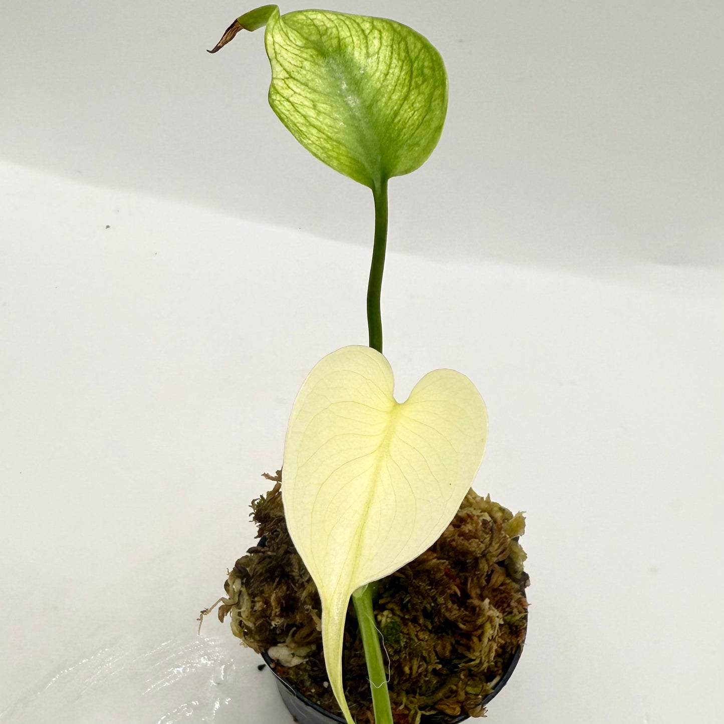 Monstera Deliciosa Mint Variegated