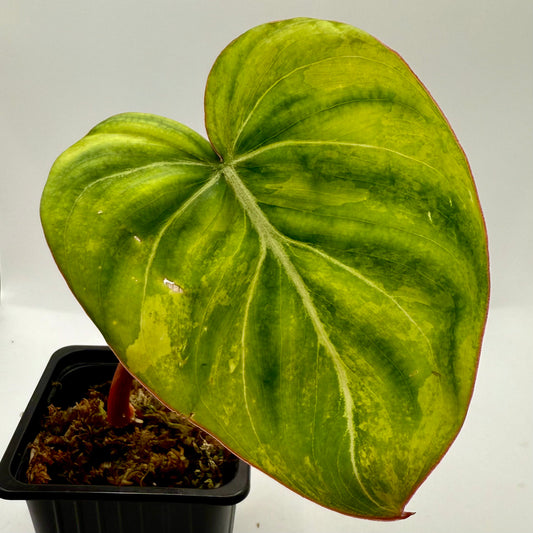 Philodendron Gloriosum Aurea Variegated