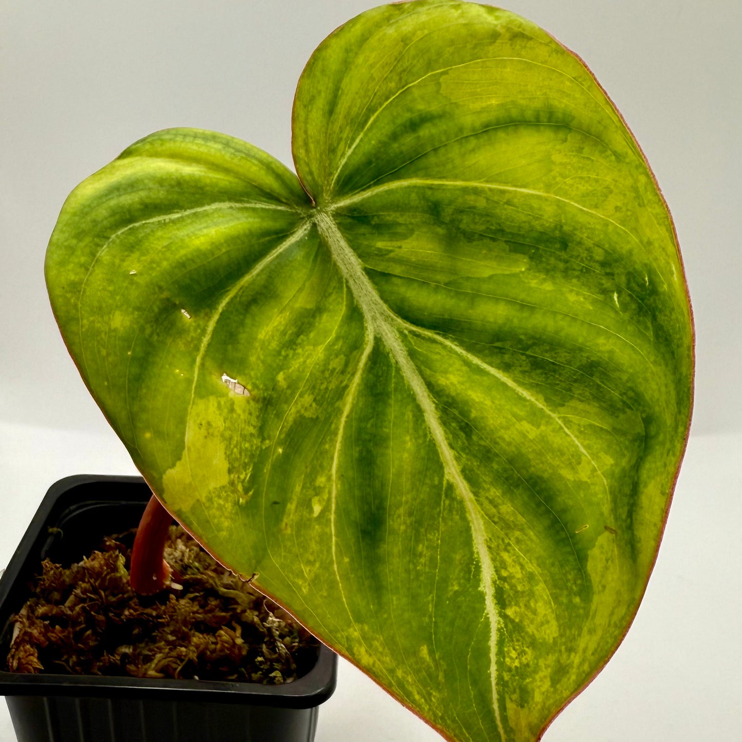 Philodendron Gloriosum Aurea Variegated