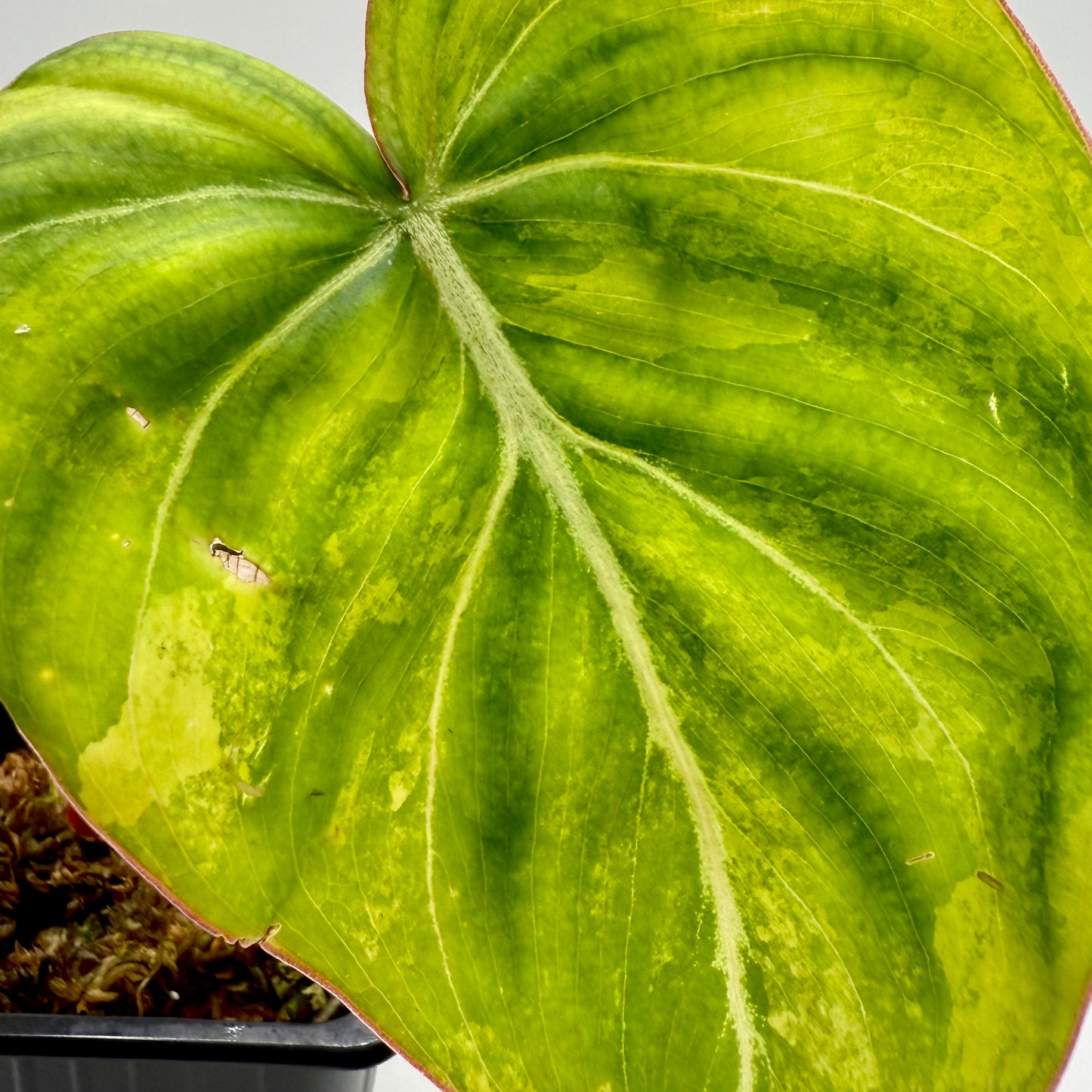 Philodendron Gloriosum Aurea Variegated