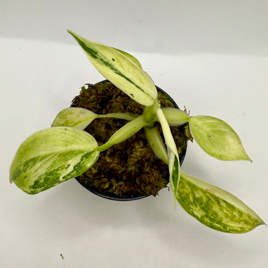 Philodendron Billietiae x José Buono Variegated