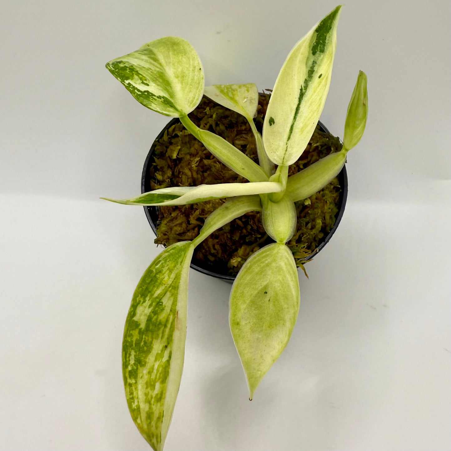 Philodendron Billietiae x José Buono Variegated