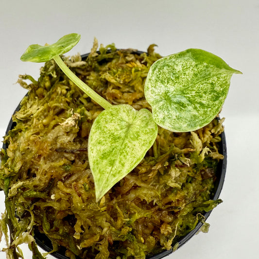 Alocasia Odora "from Angkhang"