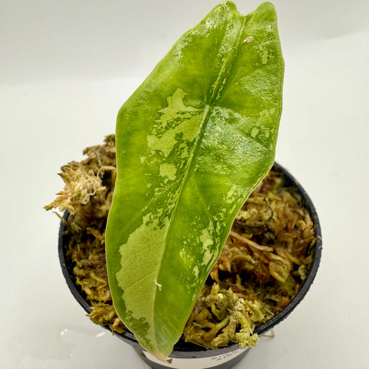 Alocasia Simpo Albo Variegata
