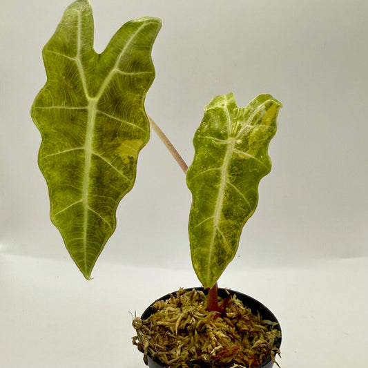Alocasia Amazonica Aurea Variegata