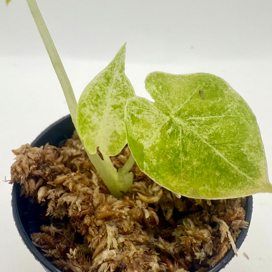 Alocasia Epilithica Marble Variegata
