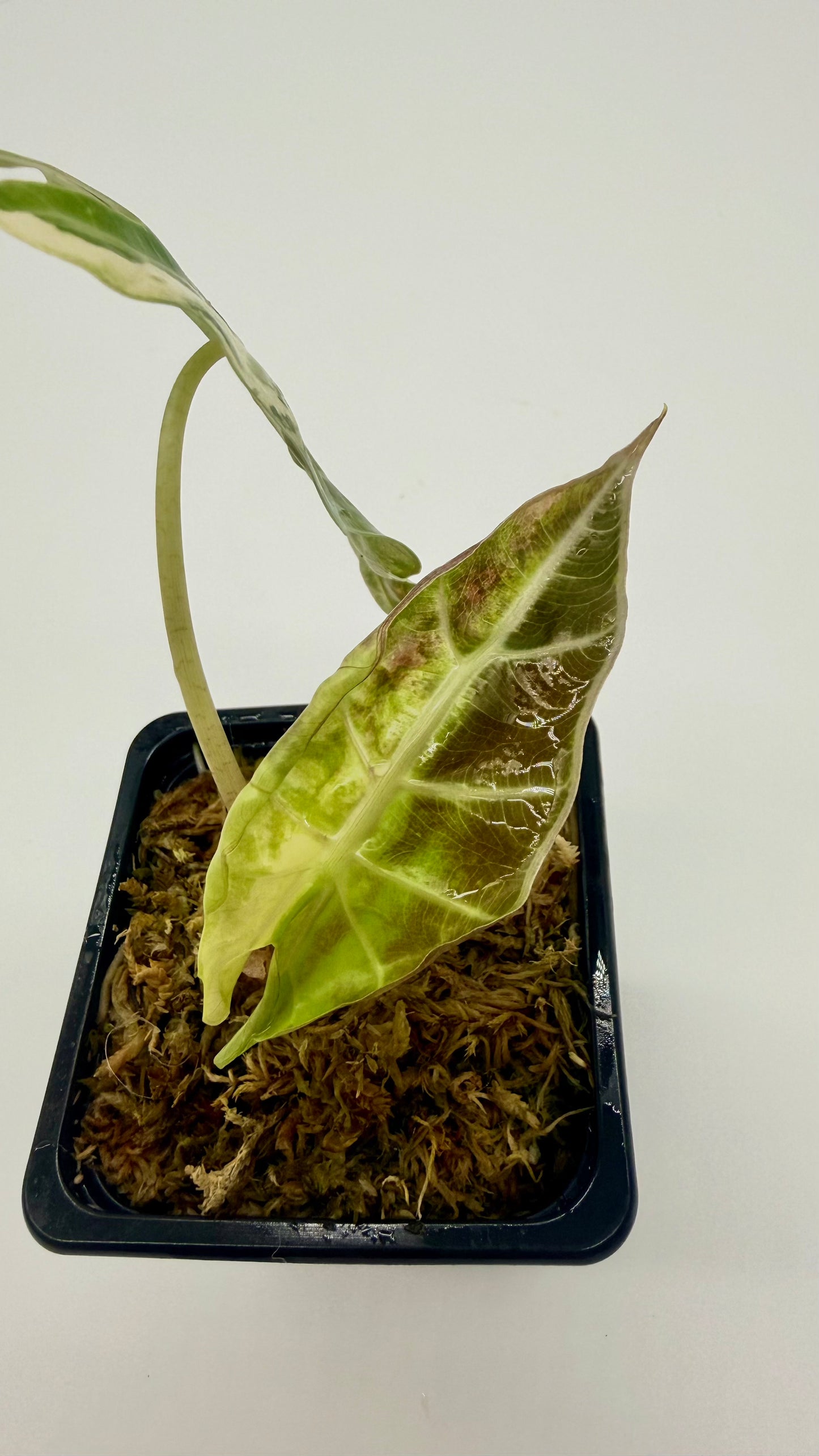 Alocasia Sanderiana Bull Pink/Albo Variegata