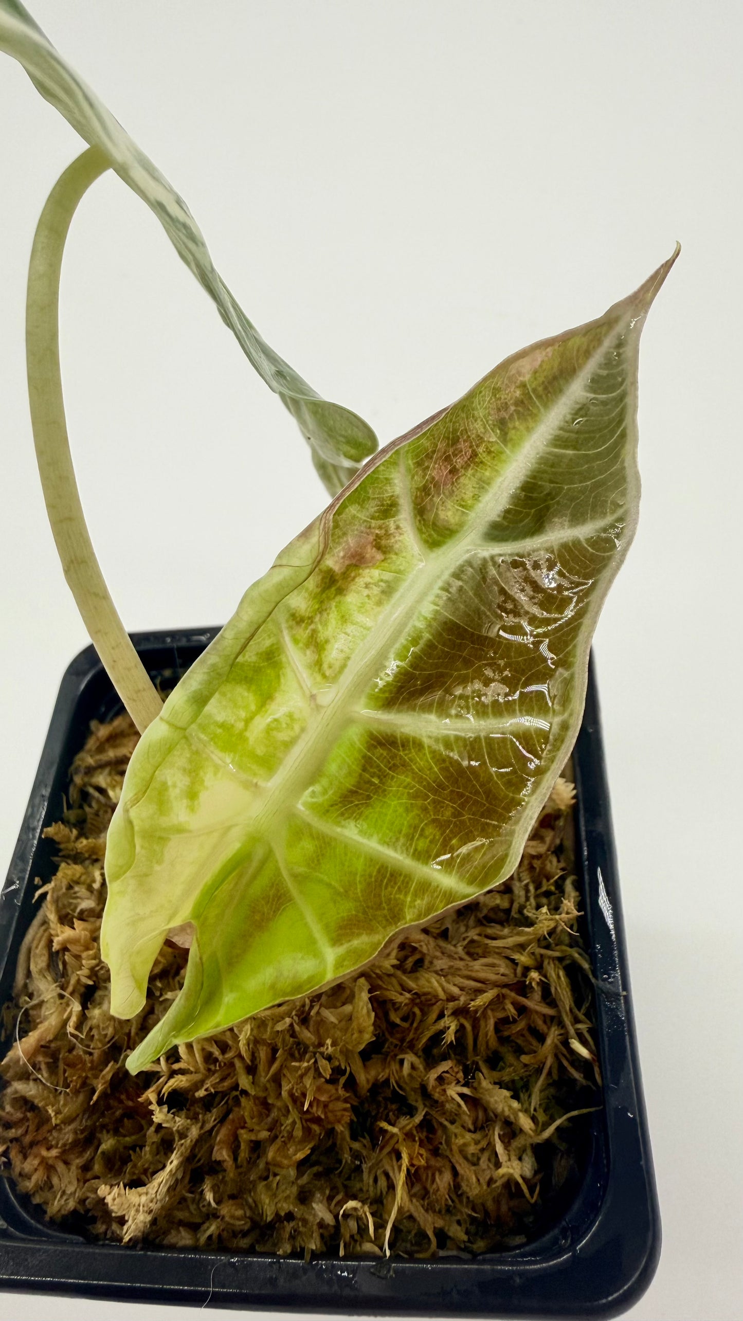 Alocasia Sanderiana Bull Pink/Albo Variegata