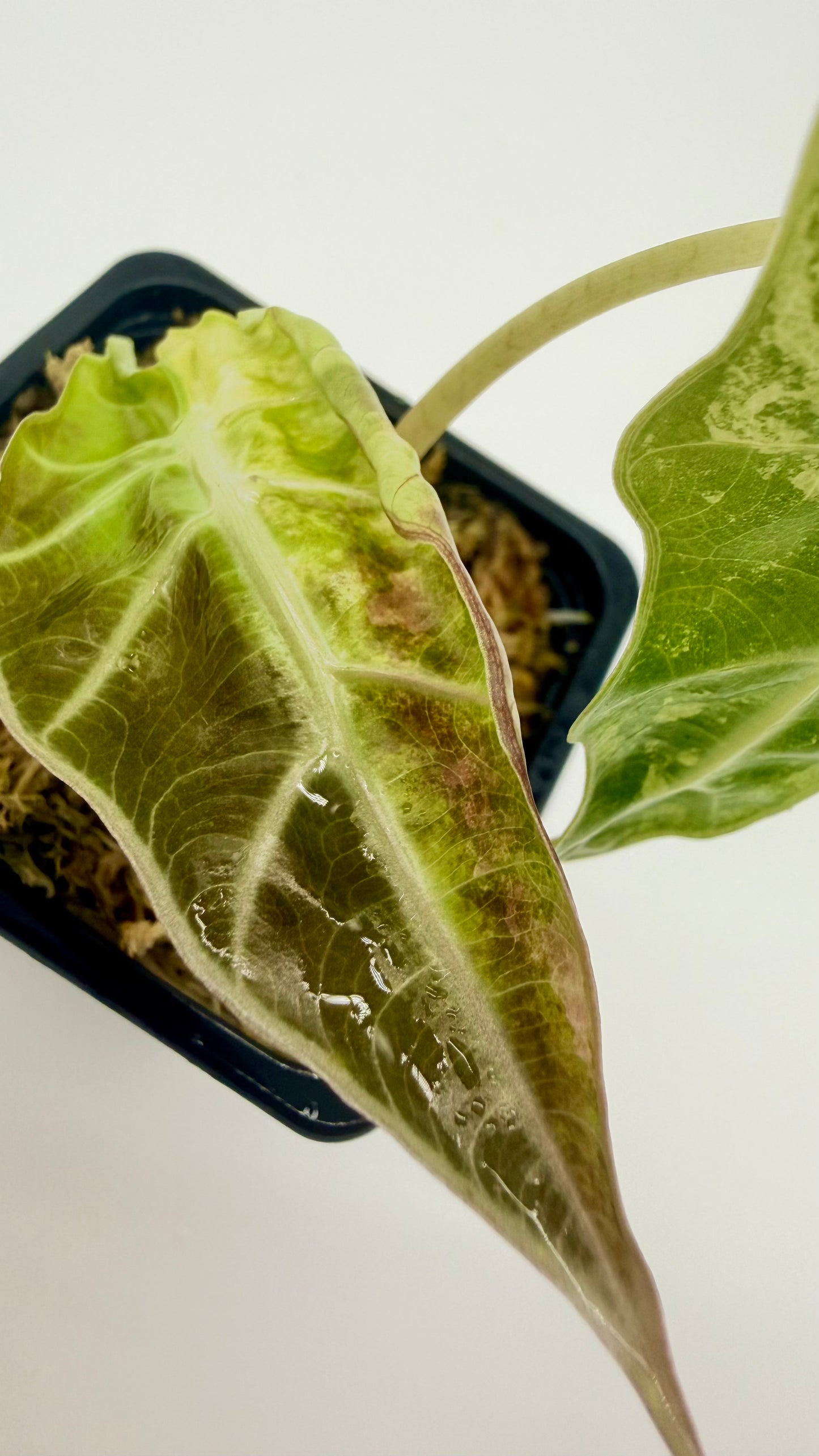 Alocasia Sanderiana Bull Pink/Albo Variegata