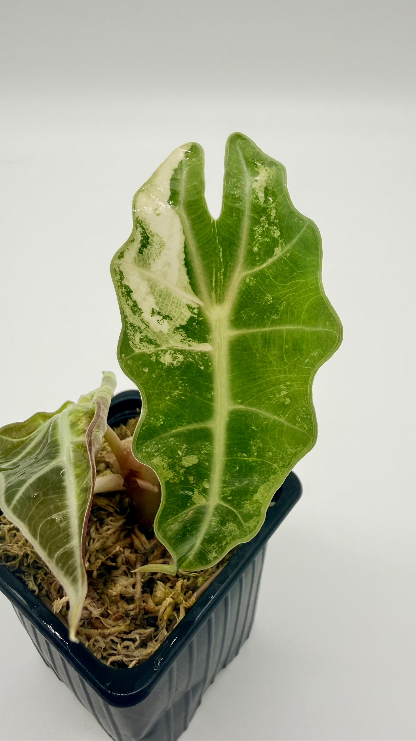 Alocasia Sanderiana Bull Pink/Albo Variegata
