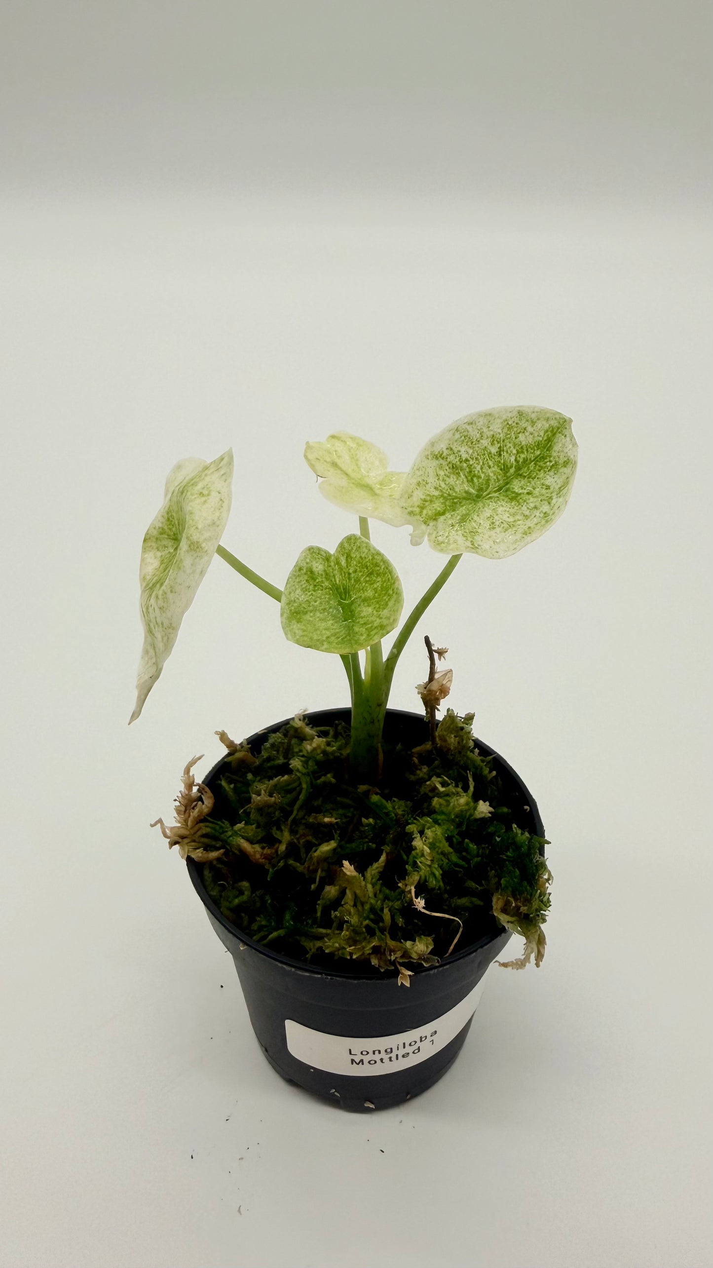 Alocasia Longiloba Mottled Variegata