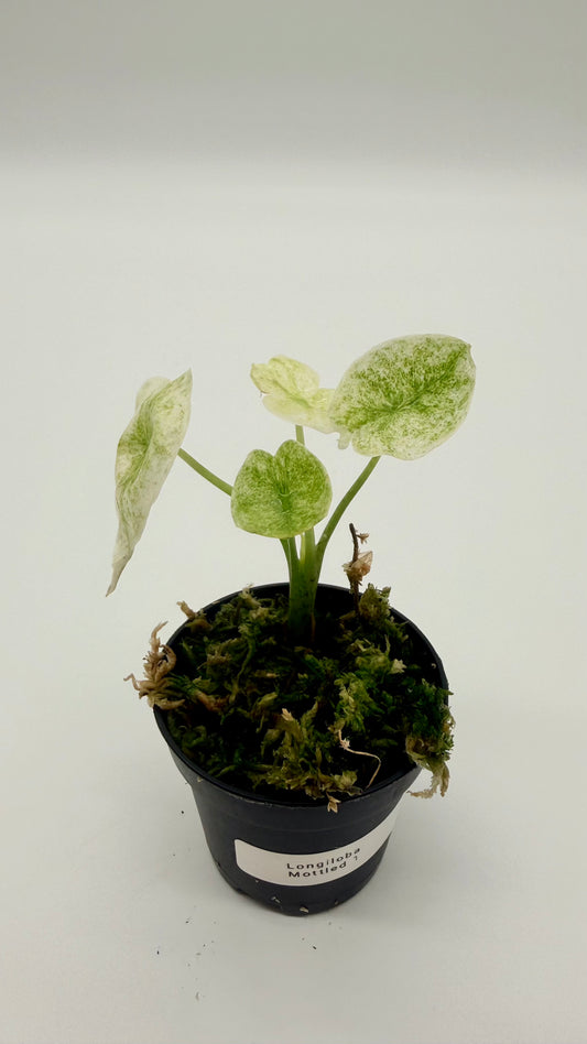 Alocasia Longiloba Mottled Variegata